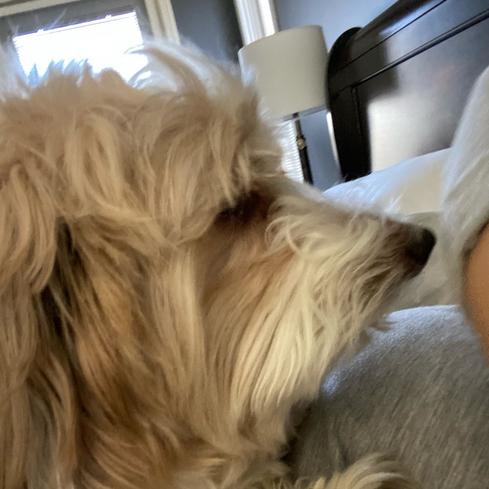 Meet your Posher, Audrey